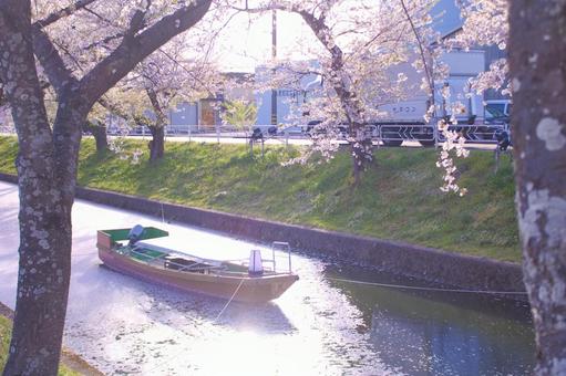 [愛知県]丹羽郡大口町の五条川の桜並木 桜,桜並木,菜の花の写真素材