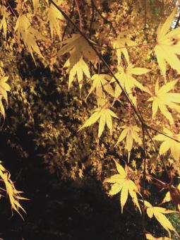 plants plantsの写真