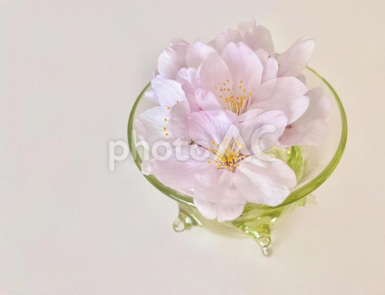 器の中の春 背景,桜,さくらの写真素材