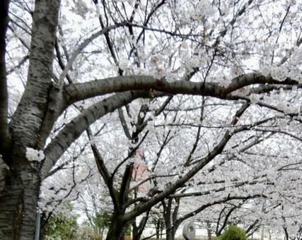 薄曇りの下の満開の桜 薄曇りの下の満開の桜の写真