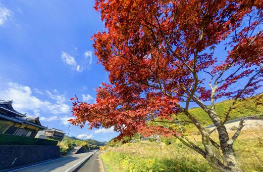 里山の紅葉と青い空 今治市,フロー,包囲の写真素材