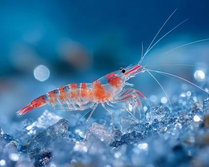 新鮮なエビが泳ぐ姿の写真