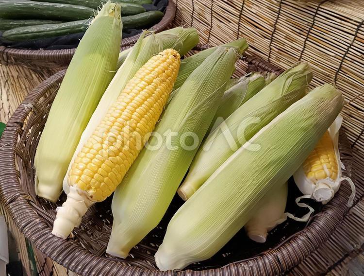 篭に盛ったとうもろこし とうもろこし,トウモロコシ,玉米の写真素材