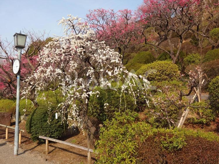 池上梅園の梅 池上梅園,池上,梅園の写真素材