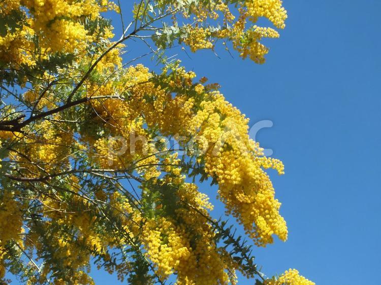 たわわに咲いたミモザのイエローの花 ミモザ,イエロー,美しいの写真素材