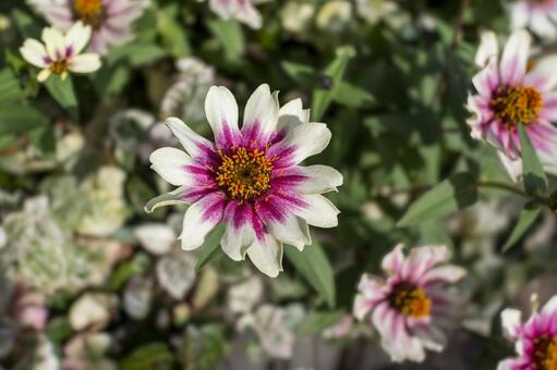 百日草 百日草,ジニア,zinniaの写真素材