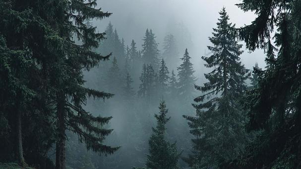 大自然の神秘、霧の森 大自然の神秘、霧の森の写真