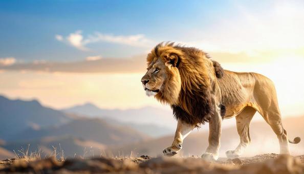 草原のライオンの写真