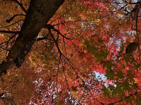 見上げれば秋 秋,紅葉,もみじの写真素材