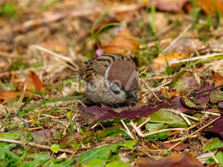 地面を歩くスズメ スズメ,雀,鳥の写真素材