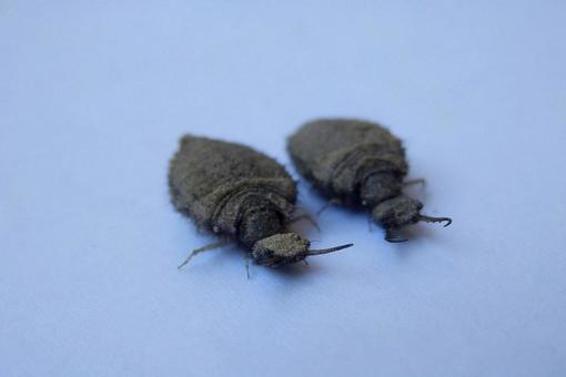 【昆虫写真】アリジゴク 【昆虫写真】アリジゴクの写真