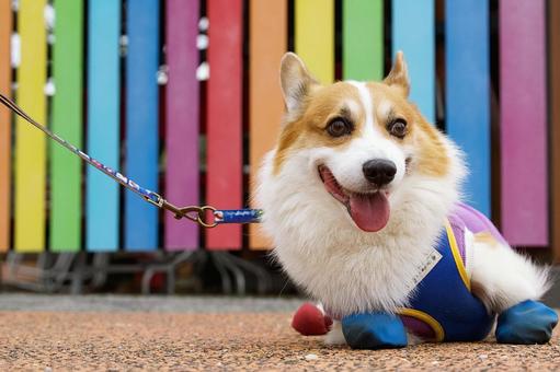 ウェルシュコーギーペンブローグ ウェルシュコーギーペンブローグ 犬,コーギー,ウェルシュコーギーの写真素材