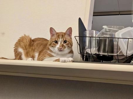 キッチンでくつろぐ花見ちゃん キッチンでくつろぐ花見ちゃん ねこ,かわいい,ペットの写真素材