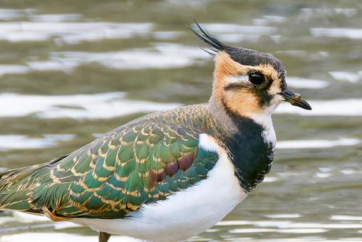 タゲリの幼鳥、クローズアップ タゲリ,田計里,冬の貴婦人の写真素材