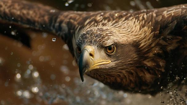 空を支配する猛禽類の王 空を支配する猛禽類の王の写真