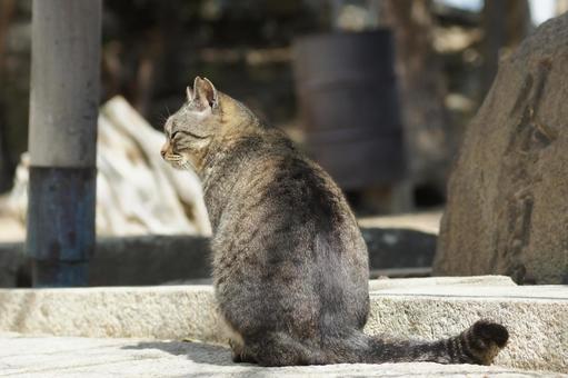 ねこ ねこ にゃんこ,可愛い,野良猫の写真素材