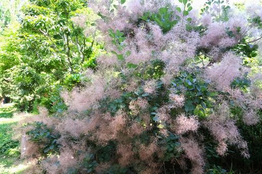 梅雨から夏に咲くスモークツリーの花 梅雨から夏に咲くスモークツリーの花の写真