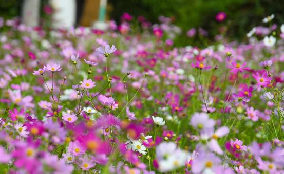 満開に花開いたコスモス畑 満開に花開いたコスモス畑の写真