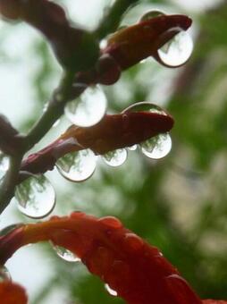 雨の中 雨の中の写真