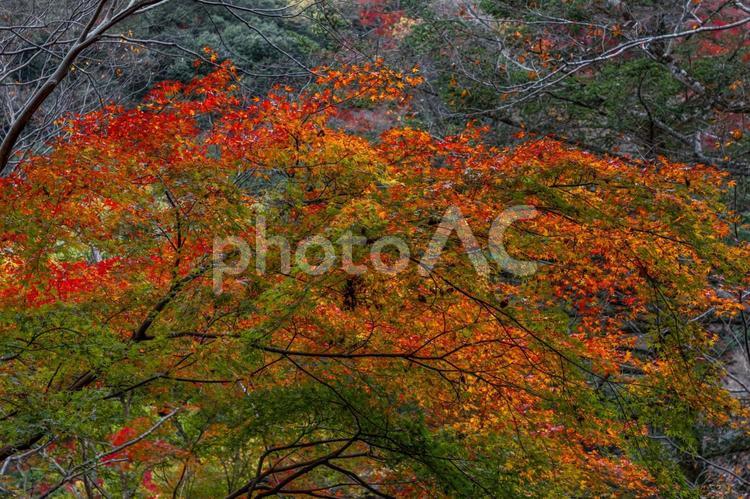 紅葉　箕面大滝探訪 紅葉,紅葉の名所,背景素材の写真素材