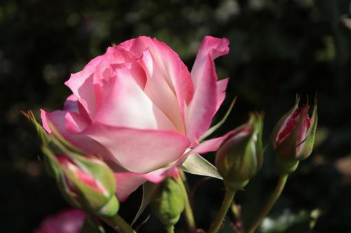 バラ園で綺麗な薔薇を撮りました バラ園で綺麗な薔薇を撮りましたの写真