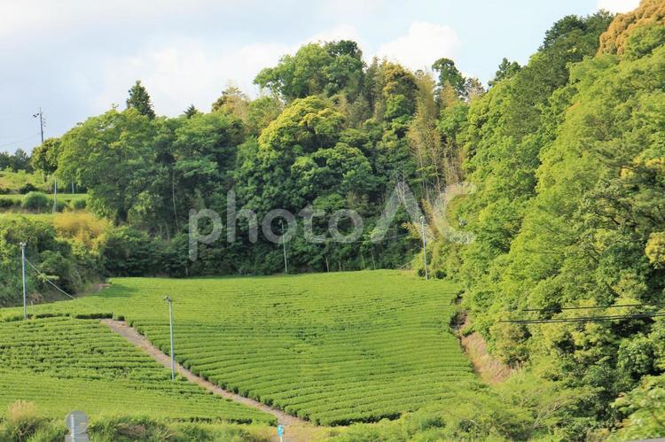 森閑とした茶畑 茶畑,茶の木,茶づくりの写真素材