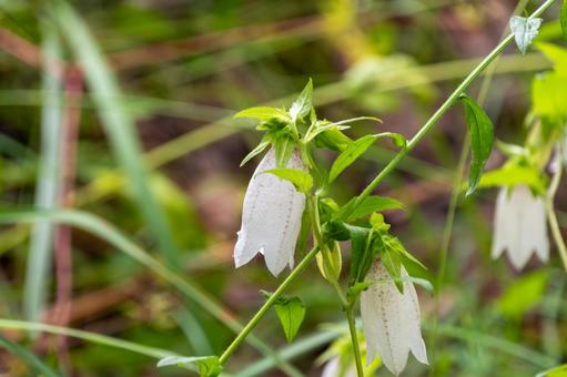 White bellflowers swaying in the grass in early summer, JPG