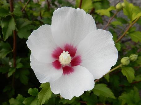 [Flower photo] White Rose of Sharon, JPG