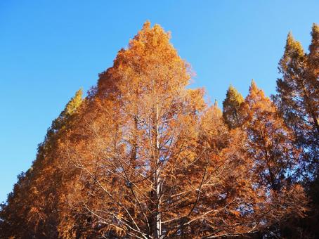秋の亀山湖・メタセコイアの紅葉（君津市） 秋,メタセコイア,紅葉の写真素材