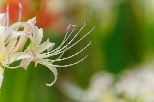 Close-up of white spider lilies, JPG Close-up of white spider lilies, JPG