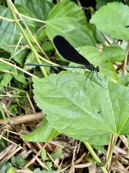 Dragonfly, JPG Dragonfly, JPG