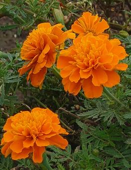 マリーゴールド 自然,花,千寿菊の写真素材