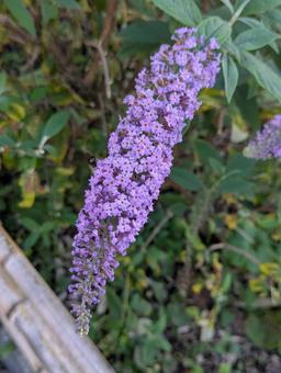 フサフジウツギ ブッドレア,紫色,小さな花の写真素材