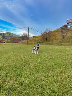 芝生の上のワンコ 犬,ドッグラン,ミニチュアシュナウザーの写真素材