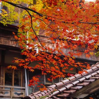 絵画のような紅葉の風景 紅葉,秋,赤色の写真素材