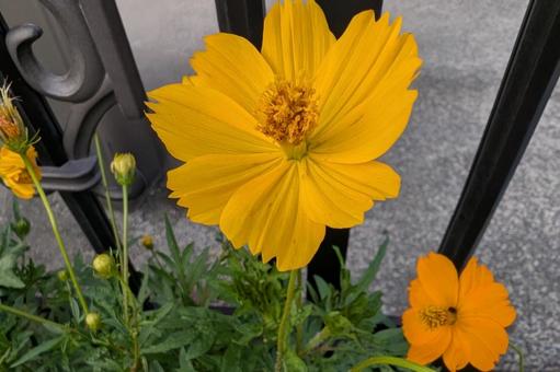 Yellow Cosmos, JPG Yellow Cosmos, JPG
