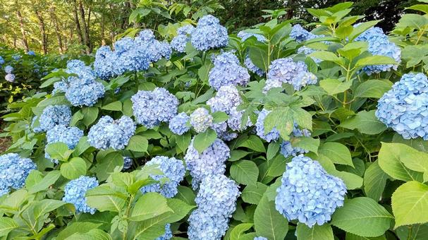 紫陽花3 紫陽花3 アジサイ,青,花の写真素材