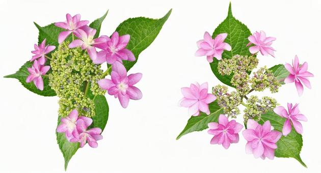 アジサイ008_ピンク（切り抜き） アジサイ,紫陽花,植物の写真素材