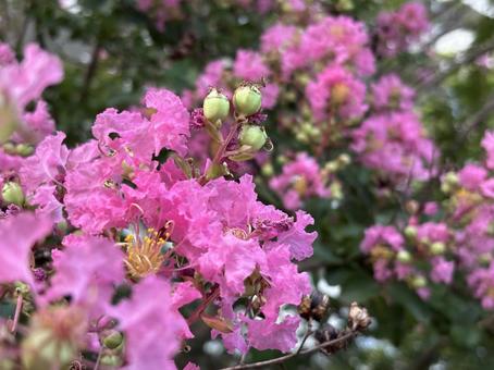 ピンクの花 ピンクの花の写真