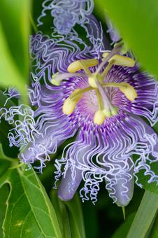 トケイソウ トケイソウの写真