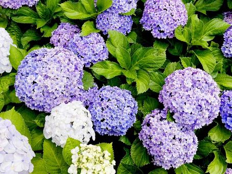 紫陽花 紫陽花 紫陽花,花,花びらの写真素材
