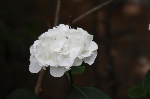 白い紫陽花の花のアップ 白い紫陽花の花のアップの写真