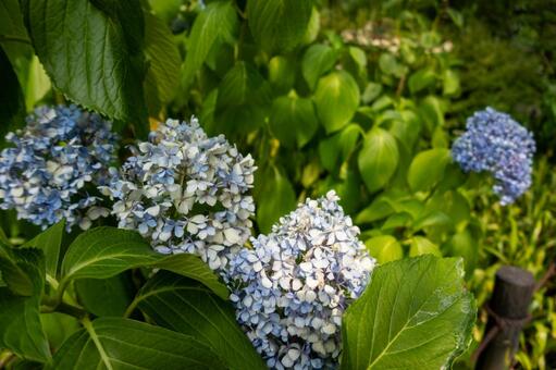 アジサイ アジサイ,ブルー,青の写真素材