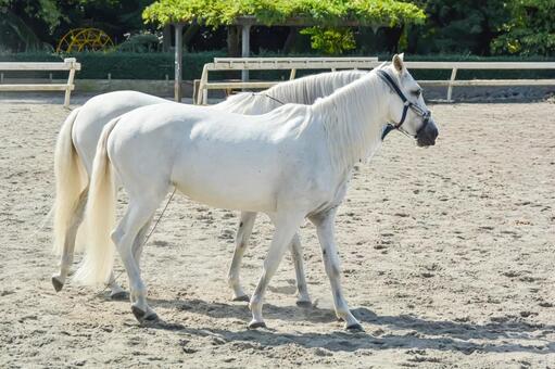 二頭の仲良しな白馬 うま,ウマ,馬の写真素材
