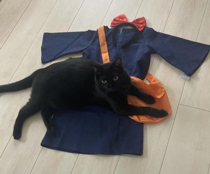 黒猫  黒猫  黒猫,クロネコ,ハロウィンの写真素材