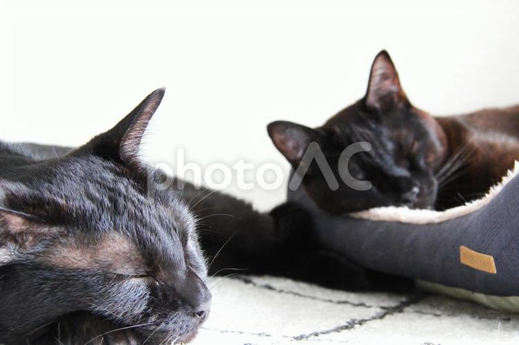 黒猫の昼寝２ 黒猫,猫の昼寝,ねこ部の写真素材
