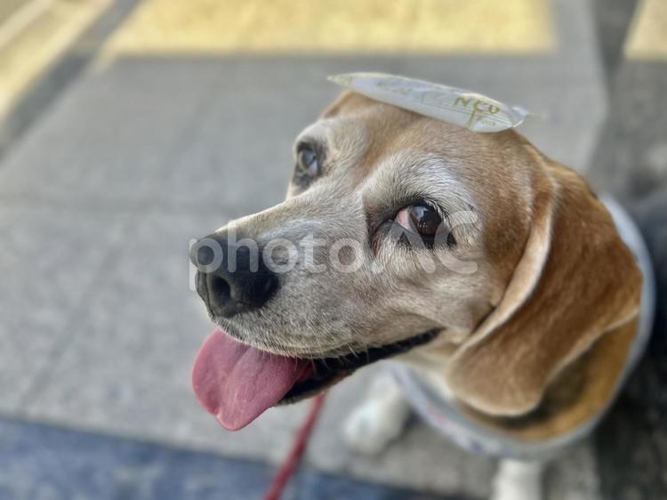 頭に保冷剤を乗せて暑さと戦うビーグル犬 ビーグル,犬,暑いの写真素材