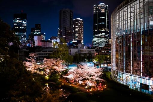 春夜の庭園と街灯 桜,夜桜,ライトアップの写真素材