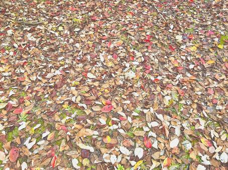 落ち葉 落ち葉,葉っぱ,秋の写真素材