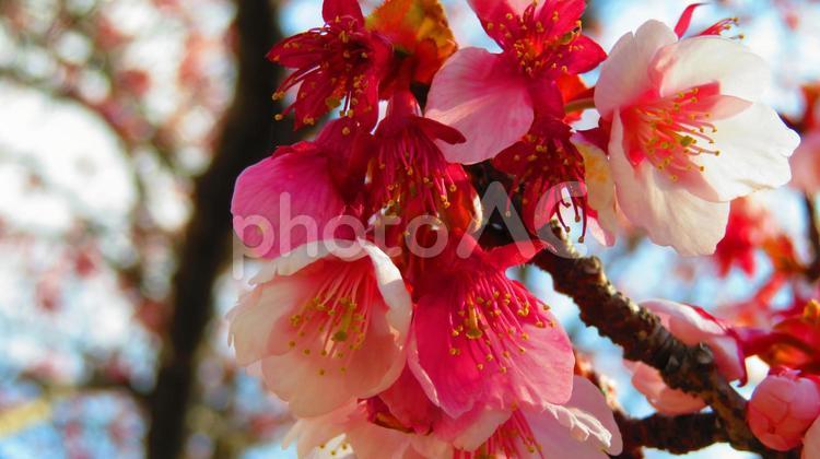 ２月の寒桜 背景,寒桜,冬の写真素材